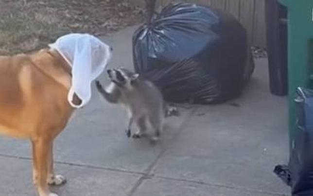 小狗被「蓋布袋」只能無助吠叫　浣熊成超級英雄出手了！