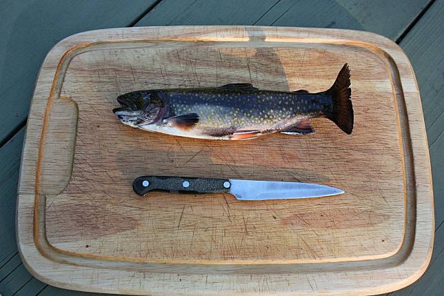 鮭魚（中國稱三文魚）在新一波新冠肺炎上被冠上汙名，更意外爆出生食的食安風波。（圖片來源／Pixabay）
