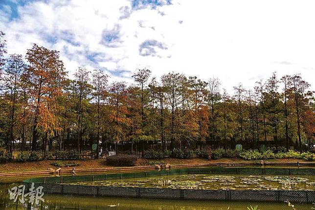 湖畔美景——本周初到訪青衣公園，落羽松已披上了橙黃色外衣，可以預期1月中旬至2月初，湖畔的落羽松將更豔麗。（黃志東攝）