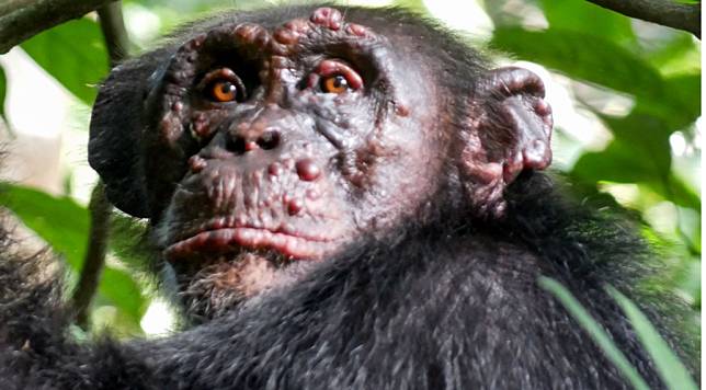 位於象牙海岸的黑猩猩Woodstock染上痲瘋病。（圖片來源／TAI CHIMPANZEE PROJECT）
