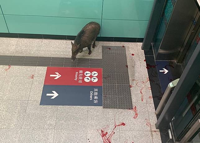 野豬被圍困於升降機前，地上血漬斑斑。