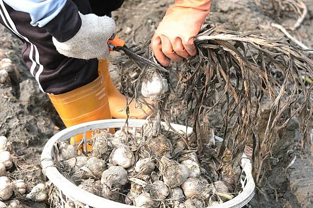 蒜頭需在田間就剪去蒜葉，十分費人力。（攝影／楊語芸）