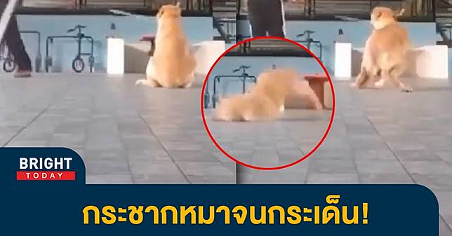 รับไม่ได้! คลิปหลุด ศูนย์ฝึกสุนัข K9 ฝึกโคตรโหด กระชากหมากระเด็น!