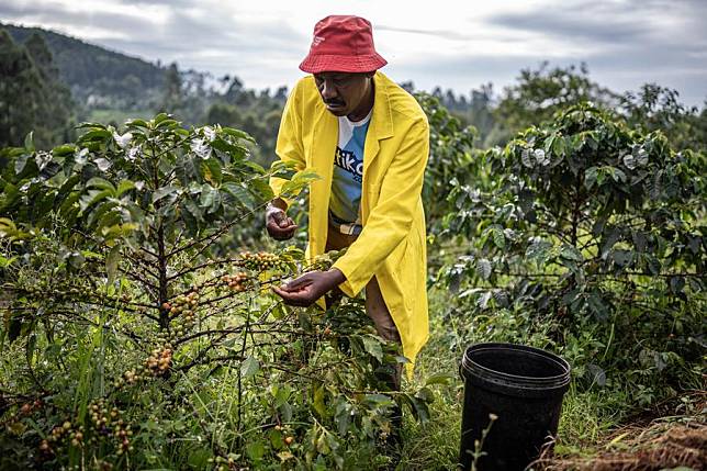 A farmer picks coffee berries in a coffee farm in Kirinyaga, Kenya, Dec. 20, 2024. (Xinhua/Wang Guansen)