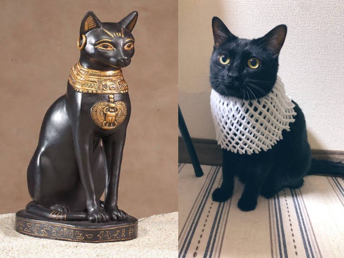 推主用水果網套將黑喵變「埃及貓神」 意外引起熱烈回應！ | NOWnews寵毛網| LINE TODAY