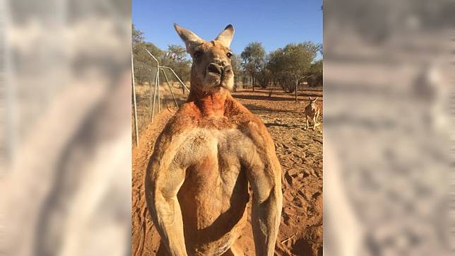 澳洲袋鼠羅傑滿身肌肉，2015年因徒手壓爆鐵桶爆紅。圖／翻攝自臉書The Kangaroo Sanctuary Alice Springs