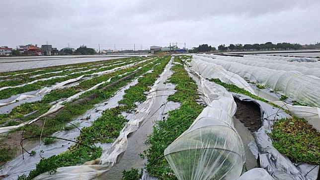 凱米颱風0725》災損3億6千萬，香蕉西瓜玉米皆慘，菜田全泡水，菜價必上揚，籲消費者體諒