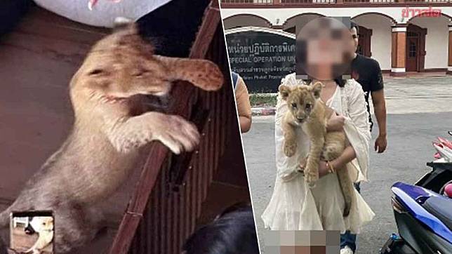 泰國官員 16 日表示，一名中國女子因在位於普吉島的飯店違法飼養一頭幼獅，日前遭當地警方逮補，並以違反《野生動物保護法》為由將女子拘留、起訴。 圖：取自「X」@KhaosodEnglish