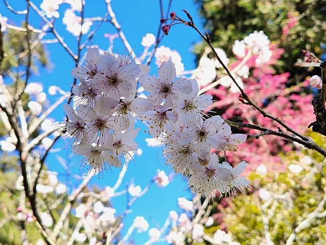 一年一度阿里山花季將於三月十日展開，並持續至四月十日。（公路局提供）