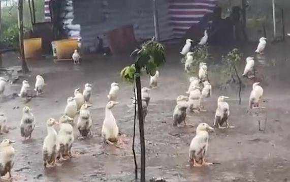 鴨群在暴雨中定格。截自微博