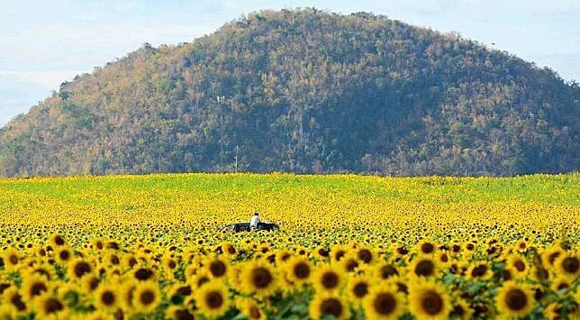 เตรียมตัวไปลุย ไร่มณีศร เขาใหญ่ ชมดอกทานตะวันชูช่อเหลืองอร่าม