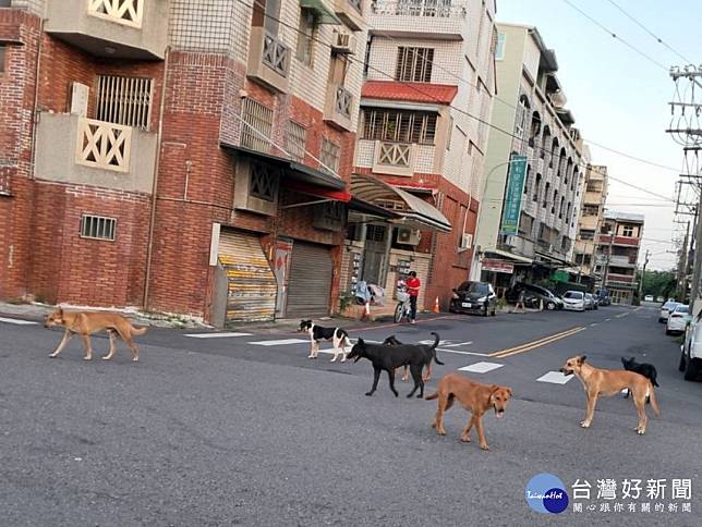 嘉義市隨處可見遊蕩犬隻／郭定緯服務處提供