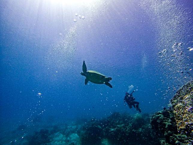 潛水過程中不只一次巧遇海龜、玳瑁。