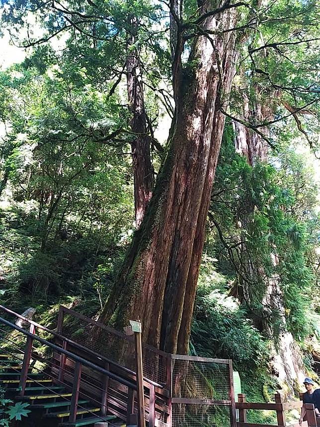 拉拉山巨木。（中華旅行社提供）