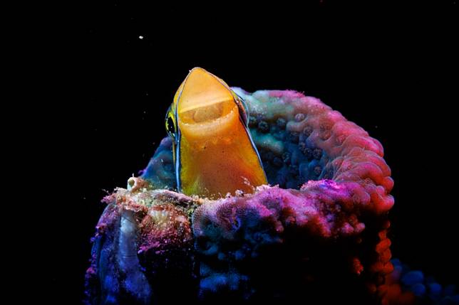 這張對焦成功，但魚沒吐沙，只露出可愛笑臉。高國維提供