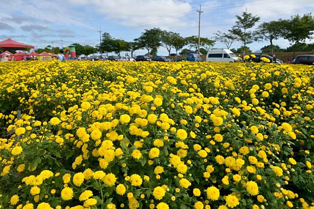 銅鑼杭菊花海美不勝收。　（記者謝國金攝）