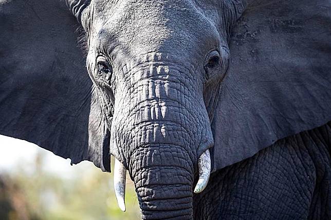 Photo taken on Sept. 17, 2022, shows an elephant at the Kruger National Park, Mpumalanga, South Africa. (Xinhua/Zhang Yudong)