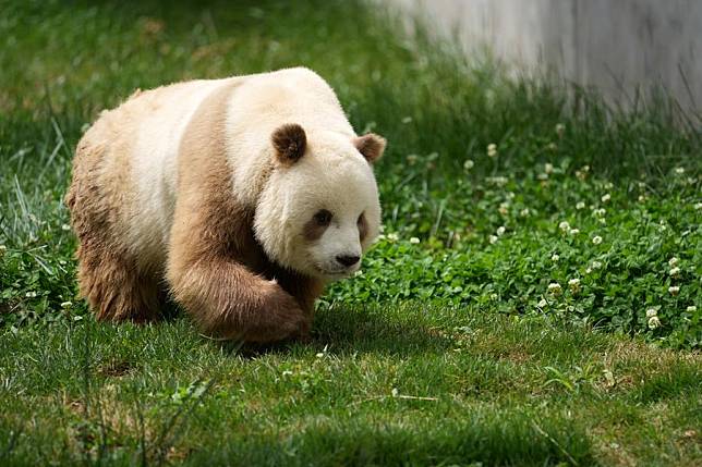 Photo taken on May 28, 2021 shows brown giant panda Qizai at a newly opened science park dedicated to the protection of wild animals in Zhouzhi County of Xi'an, northwest China's Shaanxi Province. (Xinhua/Li Yibo)