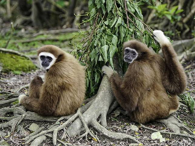 「夏強」（右）的毛色比較黑，左邊是「琍信」。（台北市立動物園提供）