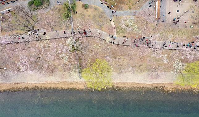 This aerial photo taken on March 19, 2023 shows tourists visiting the peach blossom embankment along the Grand Canal in Hongqiao District, north China's Tianjin. (Xinhua/Zhao Zishuo)