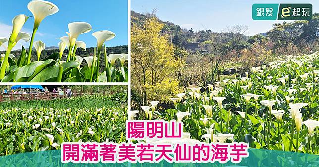 2022陽明山竹子湖海芋季｜3/18-4/24仙氣潔白花海滿溪谷！賞花地圖/交通管制/花季專車/生態農園體驗導覽/採海芋撇步懶人包