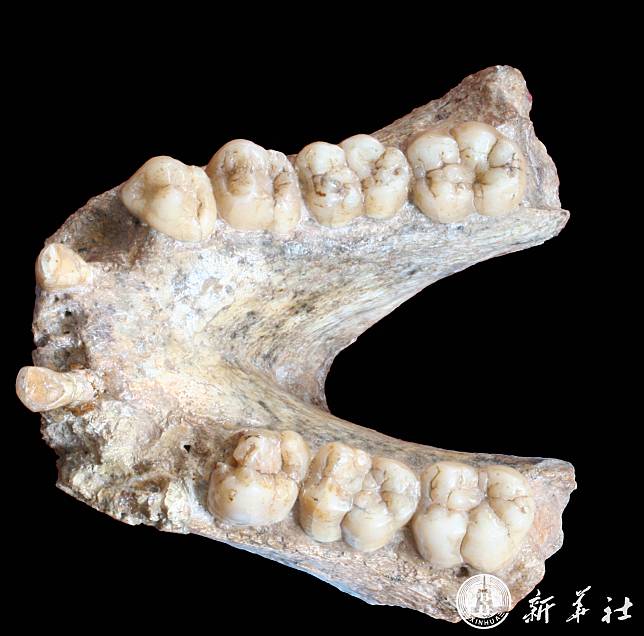 นักวิทย์จีนร่วมกู้สารพันธุกรรมจากฟอสซิล ‘ลิงยักษ์’ อายุ 1.9 ล้านปี
