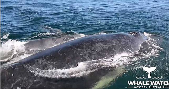 鯨魚媽媽遭5雄鯨逼交配　海豚群「張嘴嚇阻」英勇救援