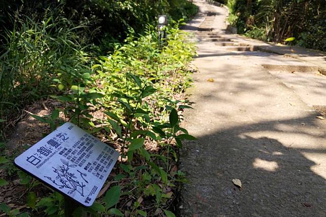 大坑7號登山步道特色植栽，包含一年生草本植物「鳳仙花」及多年生草本植物「白鶴靈芝」跟「含羞草」等。（圖／台中市政府提供）
