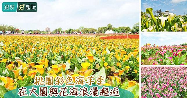 2025桃園彩色海芋季｜奇芋夢幻島：超過14萬株花海打造春天綺麗打卡點(高鐵/捷運/公車/免費接駁車/停車場/交通管制/裝置藝術)
