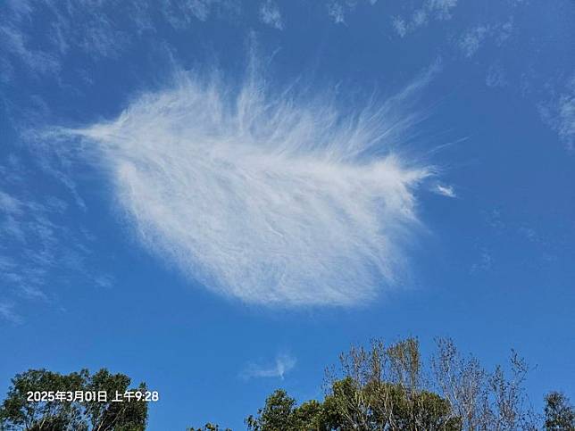 藍天白雲中的「天空羽毛」奇景。讀者提供