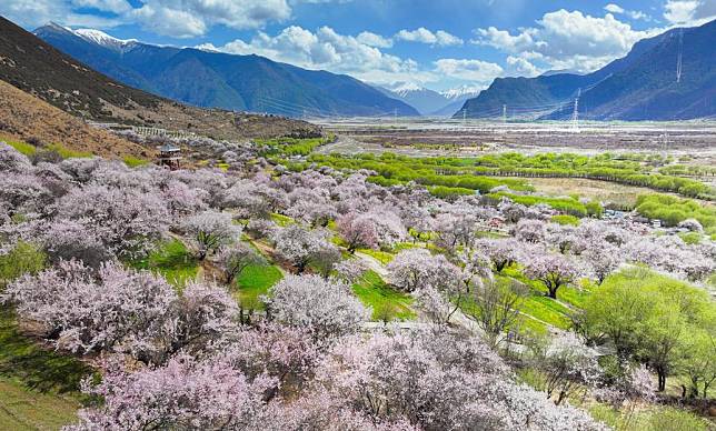 An aerial drone photo taken on April 1, 2024 shows the scenery of peach blossoms at a village in Nyingchi, southwest China's Xizang Autonomous Region. (Xinhua/Tenzin Nyida)