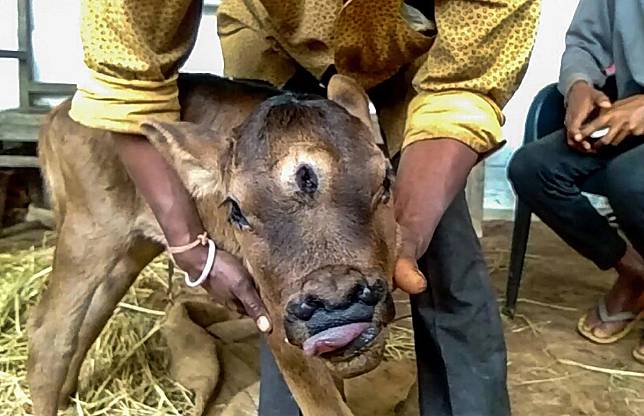 小牛擁有3隻眼睛和4個鼻孔，舌頭也特別長，導致喝奶有困難。（翻攝nagalandpost網站）