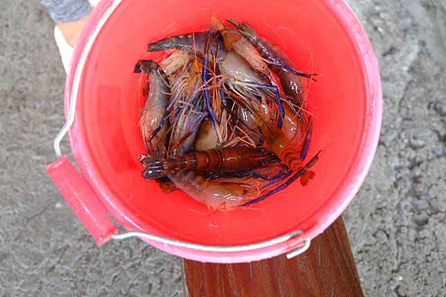 泰國蝦的蝦頭特別大，因此又稱大頭蝦。剛引進台灣時，大家看到牠的大頭，都嚇得不敢吃。
