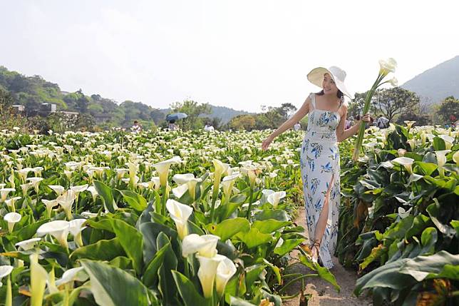 陽明山竹子湖海芋田不只可以賞花也能自己動手採。   圖：翻攝海芋季臉書