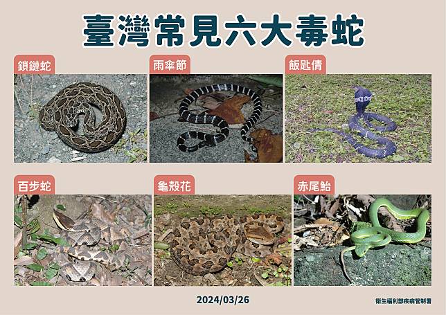 台灣常見六大毒蛇。(疾管署提供)