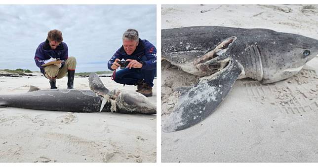 20隻鯊魚慘遭「虎鯨界開膛手傑克」剖肚　專家：南非海岸鯊魚族群威脅