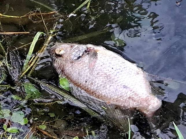 羅東林業園區魚群暴斃 影響遊客與居民生活