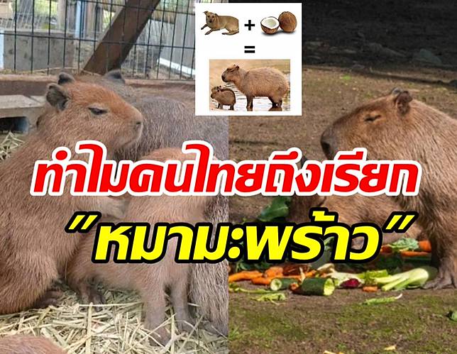 ชวนรู้จัก คาปิบารา สัตว์ฟันแทะหน้าตาสุดฮาที่ชาวเน็ตตั้งชื่อ หมามะพร้าว