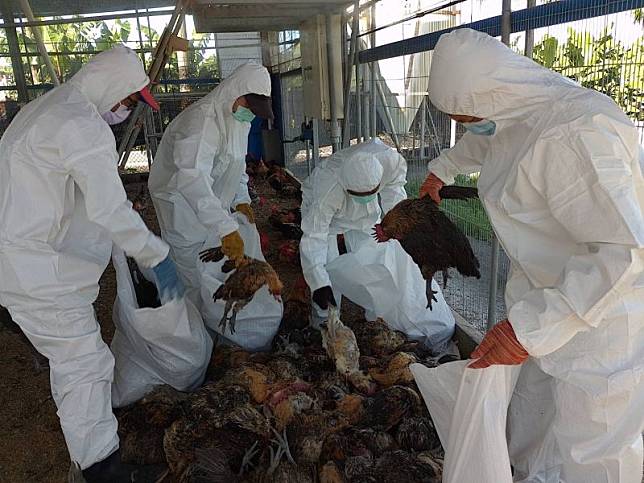 屏東鹽埔鄉養雞場雞確染禽流感