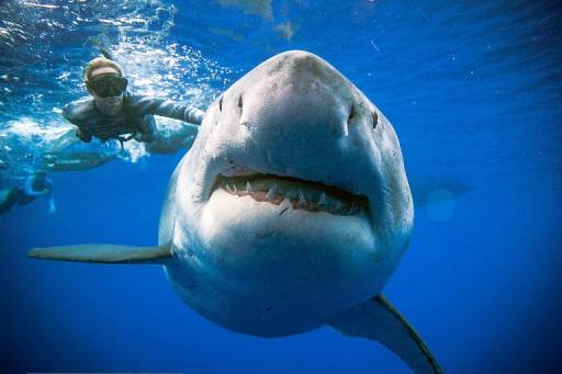 @oceanramsey / http://OneOceanDiving.Com / AFP โอเชี่ยน แรมซีย์ นักดำน้ำว่ายน้ำข้างฉลามขาวยักษ์เพศเมียที่ถูกพบเห็นนอกชายฝั่งฮาวายเมื่อวันที่ 15 มกราคม 2562