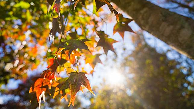 ▲台灣北部賞楓秘境-馬拉邦山步道上的楓葉美景。 （圖／Tripbaa趣吧！旅遊平台）