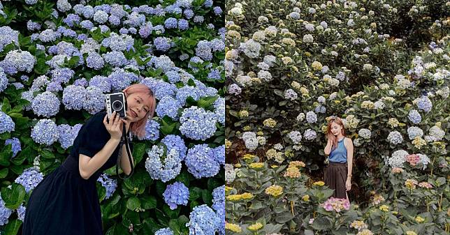 2023繡球花季來了 ！台北陽明山竹子湖賞花景點總整理，帶你走入如仙境般的夢幻花海