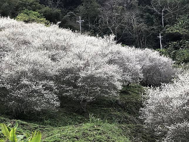 苗栗梅花秘境規模驚人，看梅花不必衝南投。（圖：彭清仁攝）