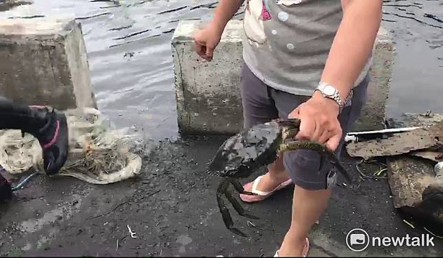 中國近期出現一種「甲殼類謎之病毒」在沿海地區快速傳播，至少11個省市的蝦類養殖場都相繼爆發疫情。（示意圖）   圖：民眾提供