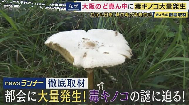 日本大阪的多座公園內，綠褶菇大量現蹤，讓公園管理單位苦不堪言。（圖／翻攝自關西電視台）