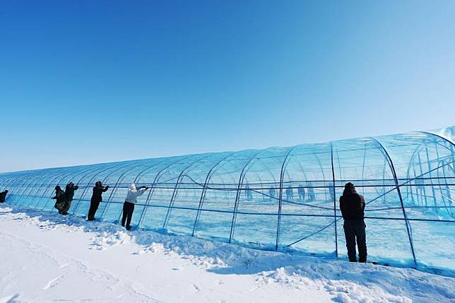 Growers carry out greenhouse enclosing operations at a rice seedlings raising base of agriculture company Beidahuang in Shuangyashan City, northeast China's Heilongjiang Province, Feb. 20, 2025. (Xinhua/Wang Song)