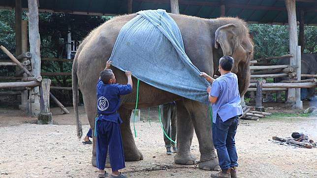 หนาวจนช้างสั่น !!  ศูนย์อภิบาลช้างไทย ใช้ผ้าห่มนาโนผืนยักษ์ช่วยช้างชรา ( คลิป )