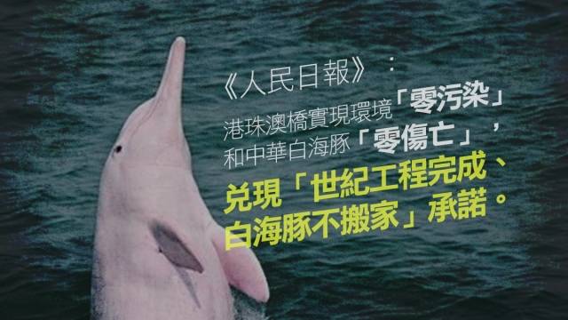 2009年至今年香港至少發現84條中華白海豚擱淺死亡，其中工程高峰期的2015年更發現15條中華白海豚死亡。(社內相)