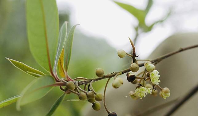 山胡椒果實帶有檸檬、胡椒及松柏的香氣，屬於台灣原生的特色香辛料植物。(花蓮農改場提供)