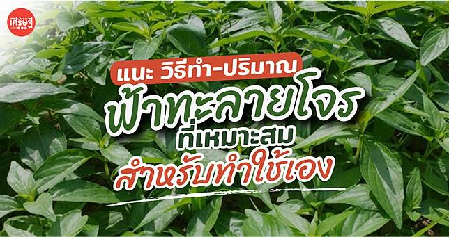 อภัยภูเบศร แนะ วิธีทำ-ปริมาณ ฟ้าทะลายโจร ที่เหมาะสม สำหรับทำใช้เอง